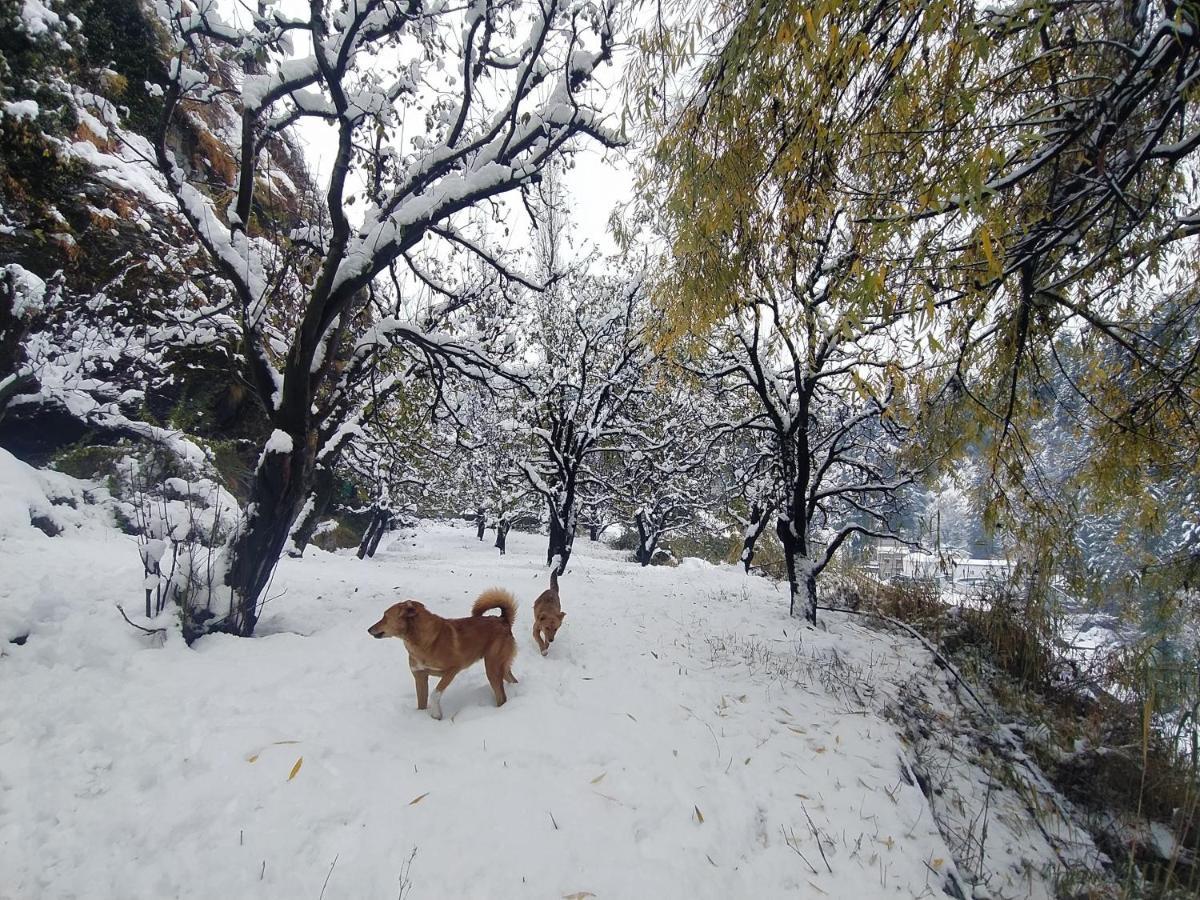 Farm Hostel And Camps Manāli Εξωτερικό φωτογραφία